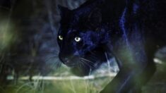 Fotógrafo enamorado de los leopardos negros se queda “sin palabras” ante su majestuosa belleza