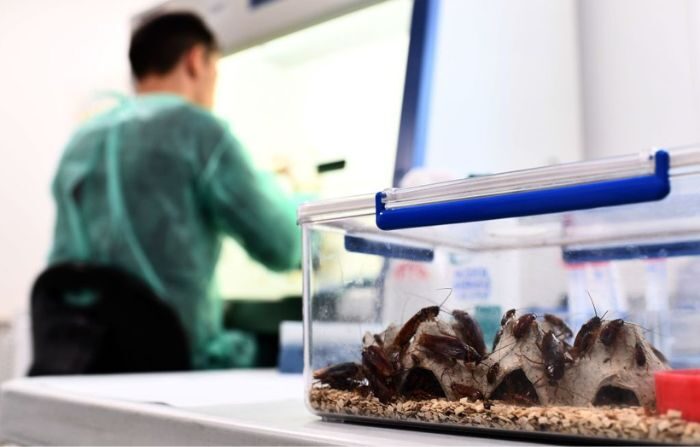 Un hombre trabaja en un laboratorio junto a cucarachas encerradas en un contenedor en el laboratorio del centro de investigación sobre enfermedades infecciosas del Instituto Hospitalario Universitario (IHU) Infección Mediterránea, en Marsella, el 29 de marzo de 2018. (ANNE-CHRISTINE POUJOULAT/AFP vía Getty Images)