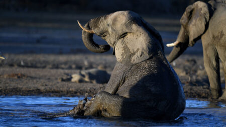 Elefante combate el calor estival en Florida bajo la manguera de los bomberos