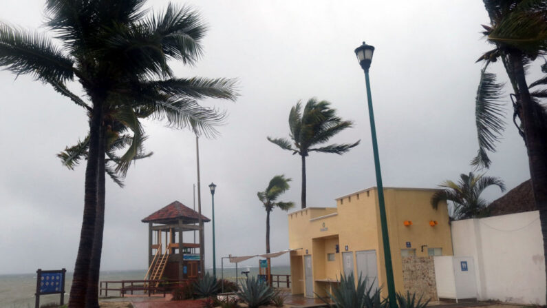 Las palmeras soplan en el viento antes de que el huracán Agatha toque tierra en Huatulco, estado de Oaxaca, México, el 30 de mayo de 2022. (GIL OBED/AFP vía Getty Images)
