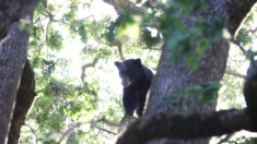 La Agencia de Vida Silvestre de Florida investiga muerte de un oso negro