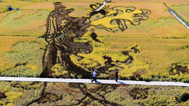 Una imagen de una doncella celestial china fue creada utilizando diferentes variedades de arroz en un campo de arroz durante la temporada de cosecha en Shenyang, en la provincia nororiental china de Liaoning, el 20 de septiembre. (STR/AFP/Getty Images)
