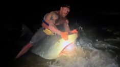 Pescador atrapa tiburón tigre «gordo» de 12 pies en el Golfo de México y rompe su propio récord