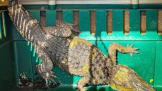 Rescatan a supuesto cocodrilo que resultó ser un caimán vagando en desierto de Texas