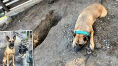 Perro da emotiva despedida a su mejor amigo canino en su tumba