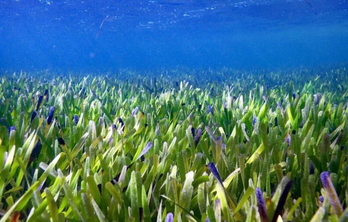 La planta más grande del mundo, un organismo marino de unos 200 kilómetros cuadrados, fue hallada en el oeste de Australia por científicos que determinan que tiene unos 4500 años de antigüedad. (Crédito: EFE/ Rachel Austin/Universidad de Australia Occidental (UWA))