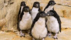 Despeinados y felices, polluelos de pingüinos de penacho amarillo son presentados al público