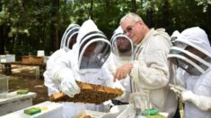 “Colmenas para Héroes”: La apicultura ayuda a los veteranos a conectarse y a encontrar un propósito