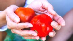 Sorprendente compuesto encontrado en los tomates fortalece los huesos y previene la osteoporosis