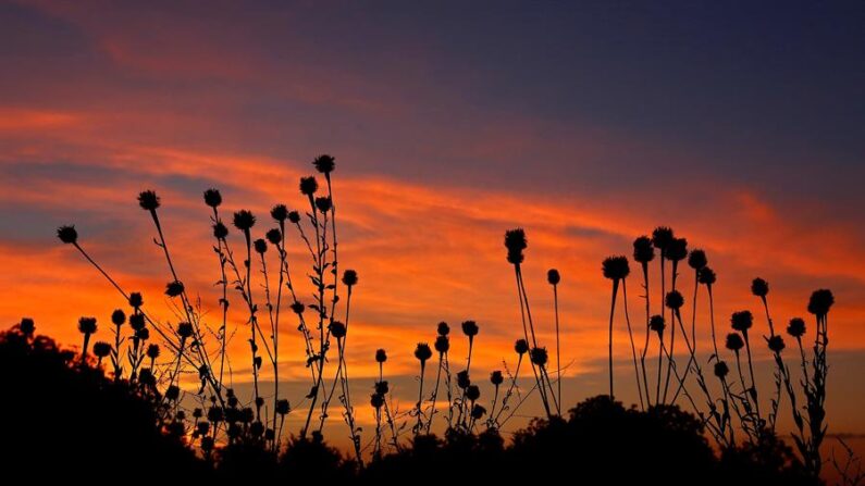 Imagen de la flora silvestre en contraste con la luz del cielo al amanecer en Commerce, Texas, Estados Unidos. EFE/ Larry W. Smith/ Archivo