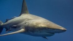 Datos de 230 años de encuentros entre humanos y tiburones en Australia ayudan a seguridad de nadadores