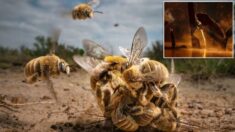 «Bolas de abeja», castores y más: Revelan ganadores del concurso de fotografía BigPicture 2022