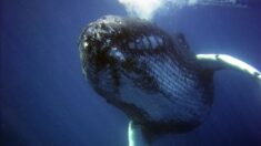 Cantos de las ballenas jorobadas demuestran que no solo los humanos pueden transmitir su cultura