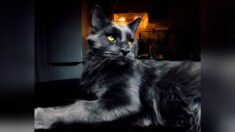 Gato negro Maine Coon con ojos llamativos y pelaje sedoso parece una enorme “pantera”