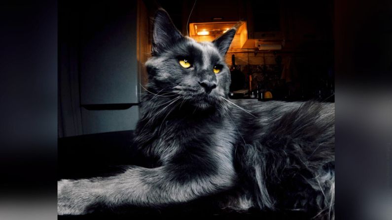 Gato negro Maine Coon con ojos llamativos y pelaje sedoso parece una enorme "pantera"