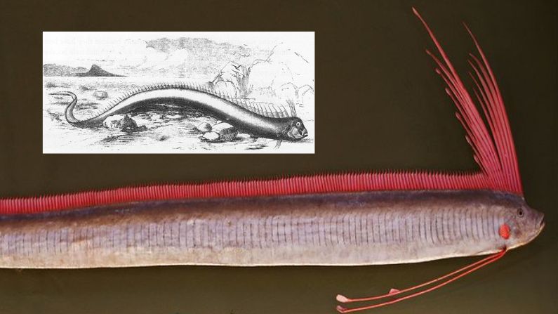 Pez remo gigante Regalecus glesne, Museo de Historia Natural de Viena. (Sandstein/CC BY 3.0) | Interior: Ilustración de un pez remo gigante en una playa en 1860. (Dominio Público) 