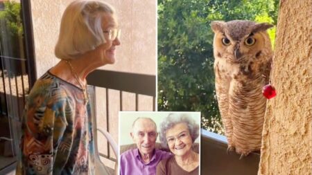 Búho visita diariamente a abuelita de 98 años y la familia cree que es una señal de su difunto abuelo