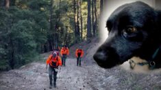 «Lassie» de la vida real guía búsqueda y rescate de su dueño que se cayó por acantilado de 18 metros