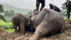 Rescatan a elefante mamá que cayó en una zanja por salvar a su bebé