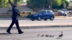 Policía escolta a mamá pata y a sus patitos en transitada carretera: «¡Servicio de primera clase!»