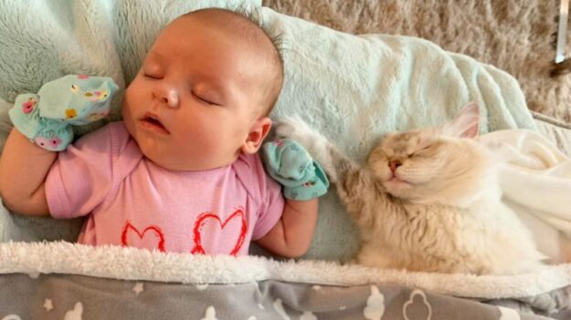 ¡Adorable!: Mamá gata lleva a uno de sus gatitos para que conozca a la bebé de su dueña