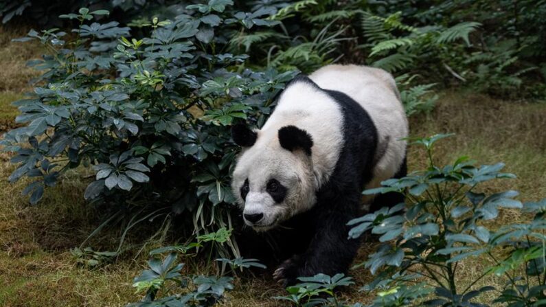 Imagen de archivo del panda An An. EFE/EPA/Jerome Favre/Archivo