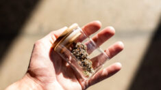 Informe de la ONU: Legalización de cannabis y cierres por COVID-19 provocaron aumento de su consumo