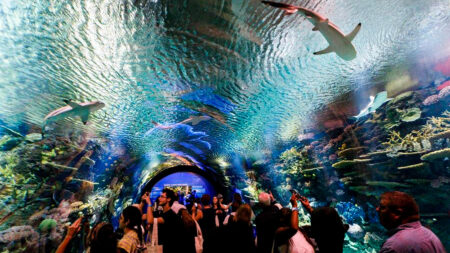 Acuario Nueva York reabre a plena capacidad por primera vez en una década