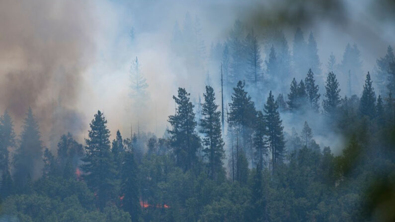 El incendio Washburn arde en el Parque Nacional de Yosemite, California (EE.UU.), el 11 de julio de 2022. (Nic Coury/AFP vía Getty Images)