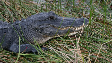Encuentran un caimán de 1.5 metros dentro de una pitón en Florida