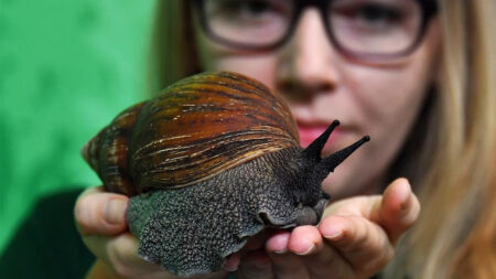 Hallazgo de caracol gigante africano pone en cuarentena condado de Florida