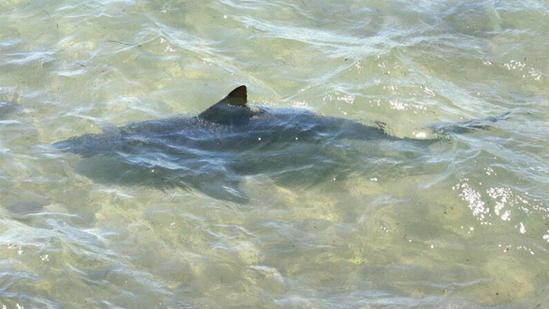 En una fotografía de archivo se ve un tiburón nadando. (EFE/Jaume Sellart9