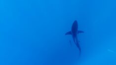 Ataque de tiburón deja una mujer austriaca muerta en Egipto