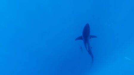 Dos personas resultaron heridas por ataques de tiburones en Florida el fin de semana