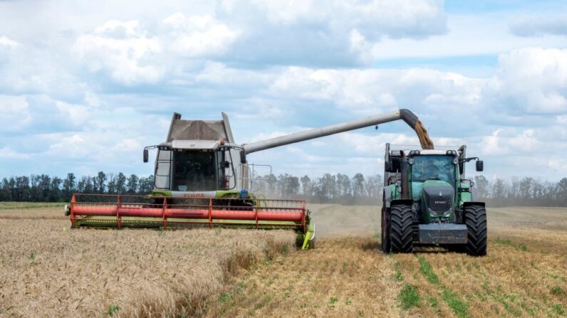 Agricultores cosechan un campo de trigo en la región ucraniana de Kharkiv el 19 de julio de 2022. (Sergey Bobok/AFP vía Getty Images)
