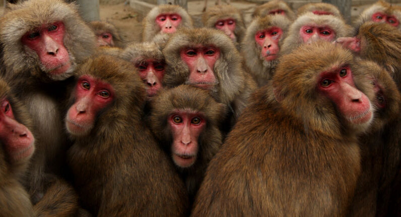 En una fotografía de archivo, los monos macacos japoneses se acurrucan en grupo para protegerse del frío en el Centro de Monos Awajishima el 26 de enero de 2013 en Sumoto, prefectura de Hyogo, Japón. (Buddhika Weerasinghe/Getty Images)