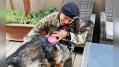 Perro militar retirado encuentra hogar amoroso con su antigua entrenadora tras incidente casi mortal