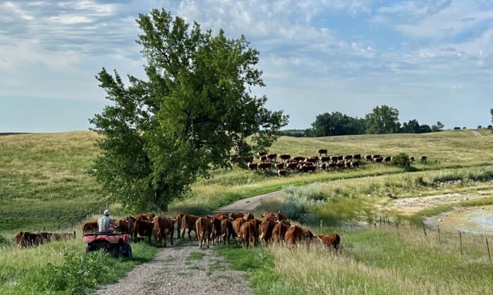 Miles Hoffman cuida su ganado en el rancho Hoffman Hereford cerca de Leola, S.D. (Cortesía de Colin Hoffman)