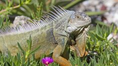 Cientos de especies invasoras amenazan el medioambiente en Florida