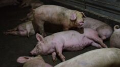 Escasez de pienso provoca el canibalismo entre cerdos mientras la economía china empeora