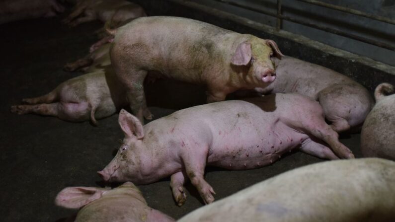 Cerdos en un corral en una granja porcina en el condado de Yiyang, provincia de Henan, el 10 de agosto de 2018. (Greg Baker/AFP/Getty Images)
