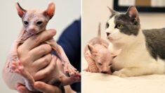 Gata adopta en su camada a un frágil gatito recién nacido rechazado por su madre: VIDEO