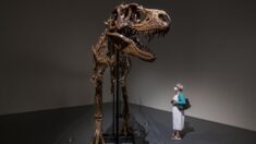 Esqueleto de un dinosaurio de hace 77 millones de años, a subasta en EE.UU.