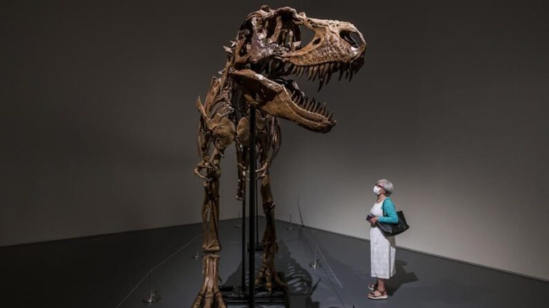 Una persona mira un esqueleto completo de un dinosaurio Gorgosaurus en exhibición en la casa de subastas Sotheby's como parte de una vista previa de una próxima subasta de Historia Natural en Nueva York, EE.UU., 05 de julio de 2022. EFE/Justine Lane 