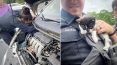 Policías rescatan a un gatito atrapado en el motor de un coche y le dan un nuevo hogar