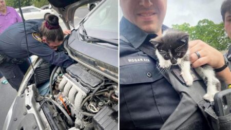 Policías rescatan a un gatito atrapado en el motor de un coche y le dan un nuevo hogar