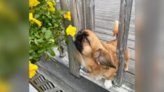 Cachorro amante de las flores enseña a oler la belleza de la vida