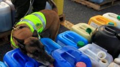 Perro rescatado en Ucrania ayuda en Florida a luchar contra el narcotráfico