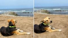 Emotiva historia de un perrito sentado solo mirando el mar: «Me rompió el corazón»