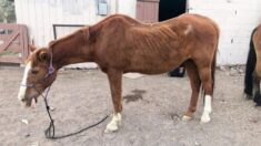 Rescatan viejo caballo a punto de venderse a carniceros en México y con cariñosos cuidados se recupera